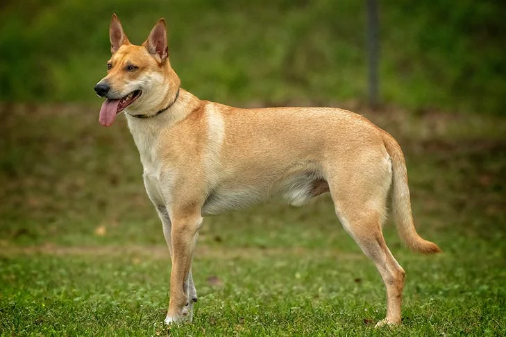 Carolina Dog