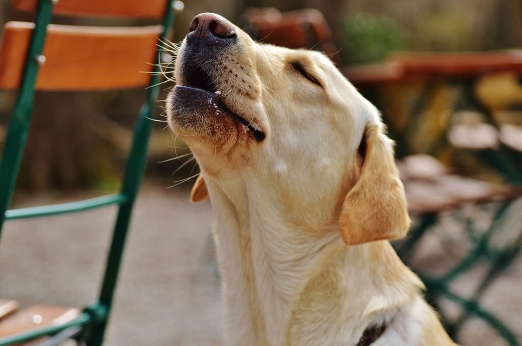 What Causes Dogs to Howl? – 5 Facts you need to know