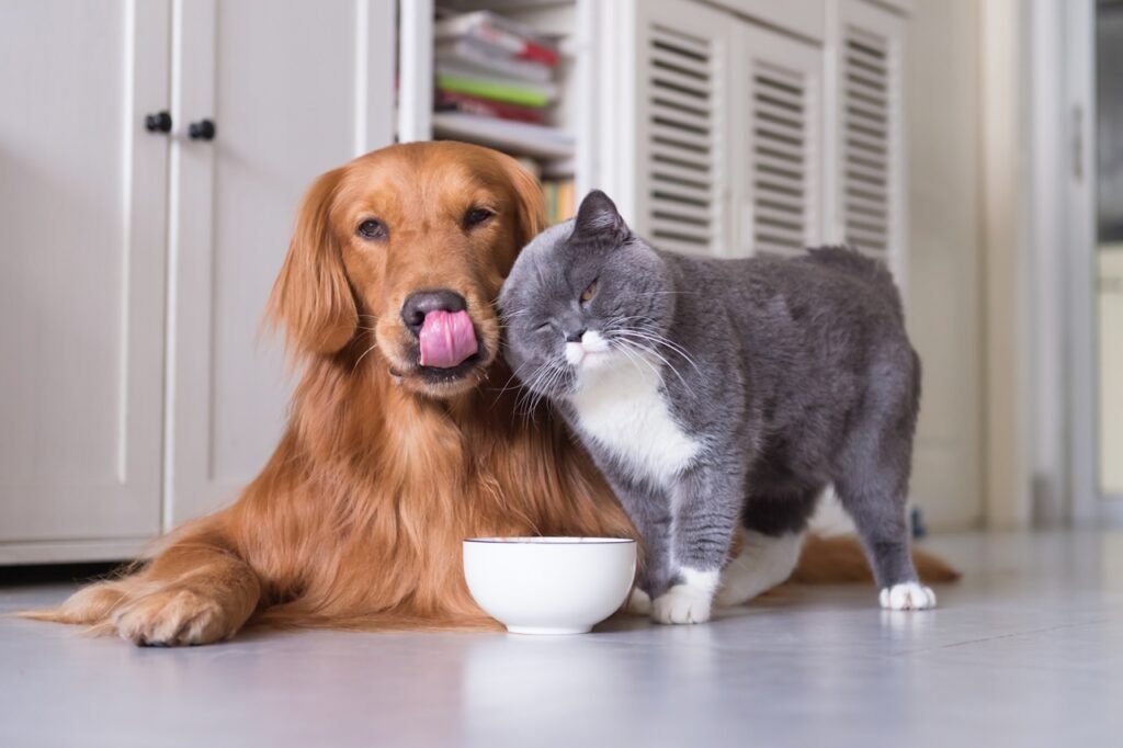 The benefits of homemade pet Food