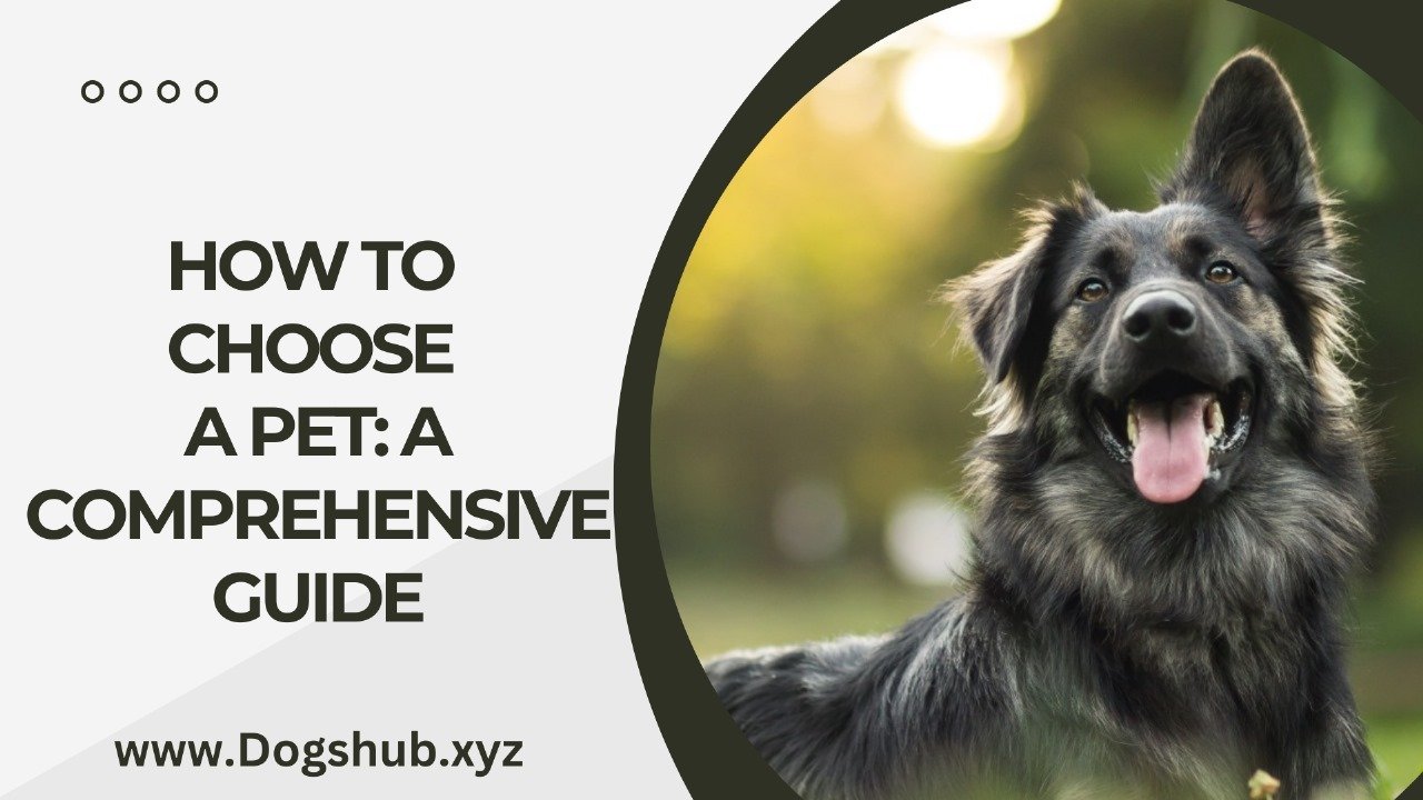 How to Choose a Pet: A Comprehensive Guide