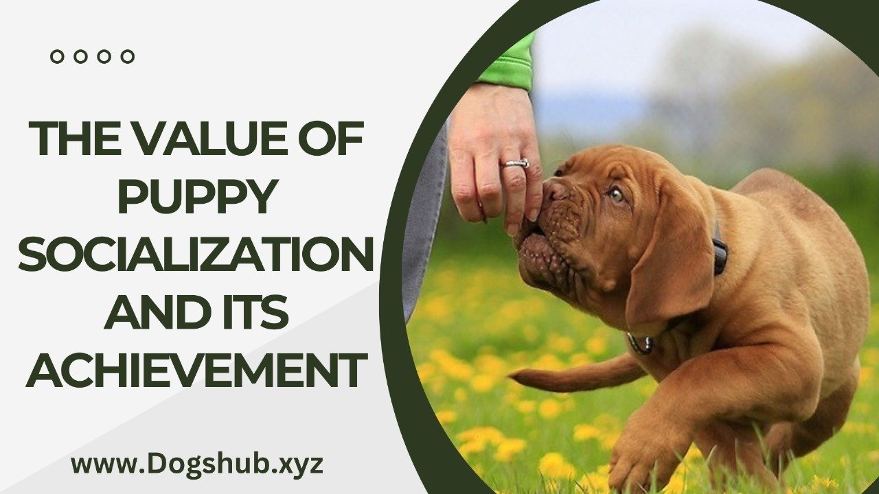 THE VALUE OF PUPPY SOCIALIZATION AND ITS ACHIEVEMENT