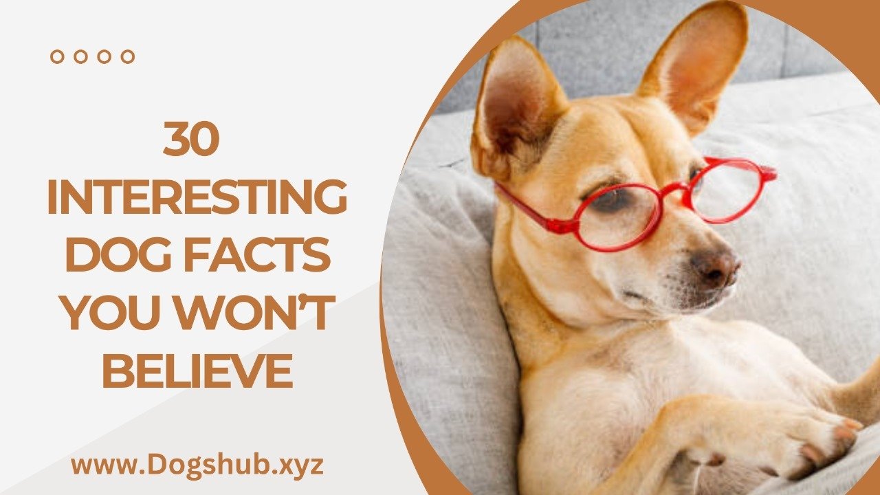 30 Interesting Dog Facts You Won’t Believe