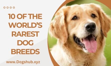 10 OF THE WORLD’S RAREST DOG BREEDS