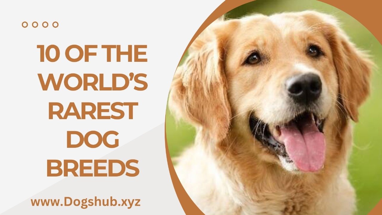 10 OF THE WORLD’S RAREST DOG BREEDS