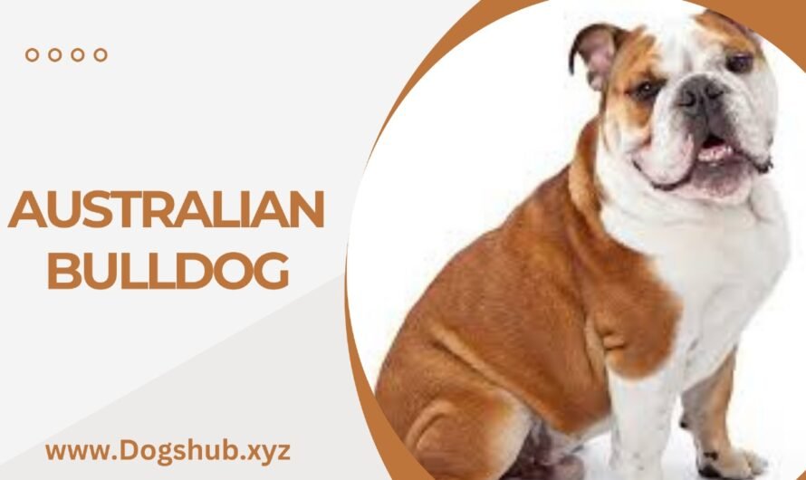 AUSTRALIAN BULLDOG