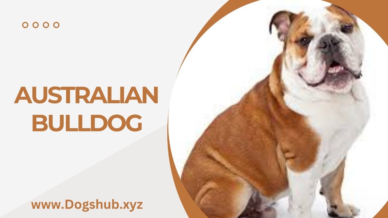 AUSTRALIAN BULLDOG