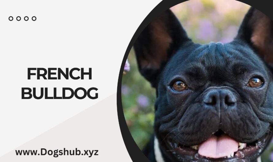 FRENCH BULLDOG