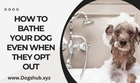 How to Bathe Your Dog Even When They Opt Out