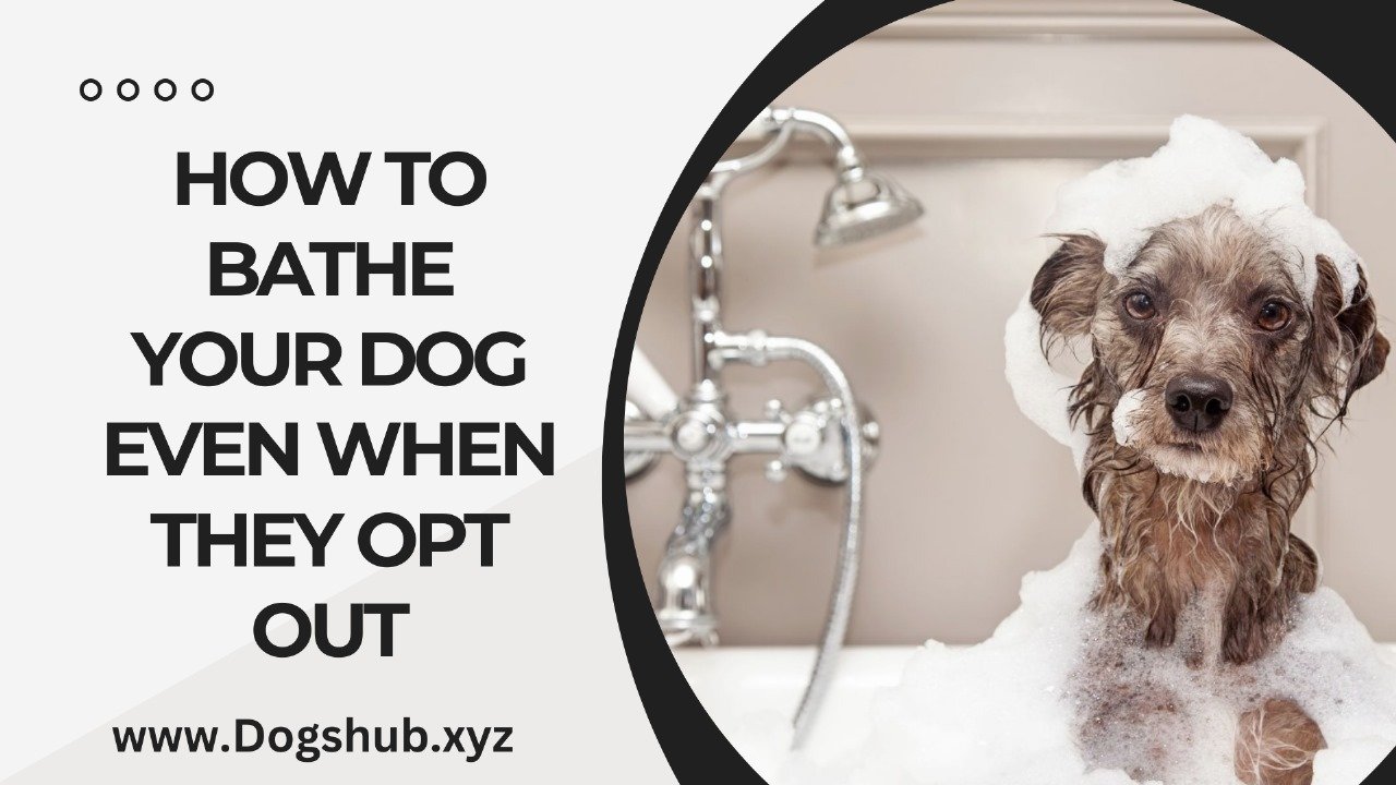 How to Bathe Your Dog Even When They Opt Out