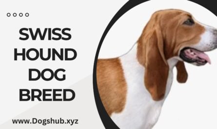 SWISS HOUND DOG BREED