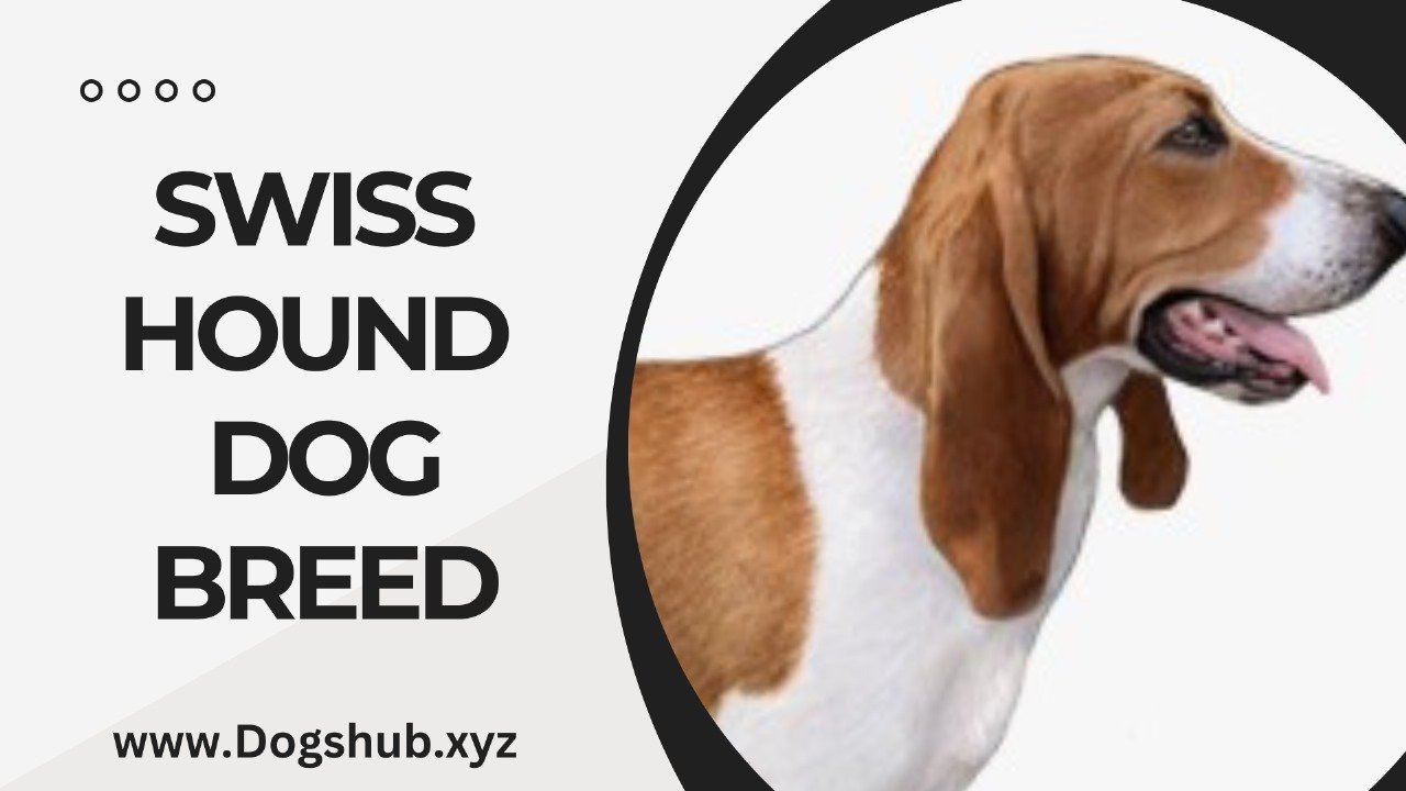 SWISS HOUND DOG BREED