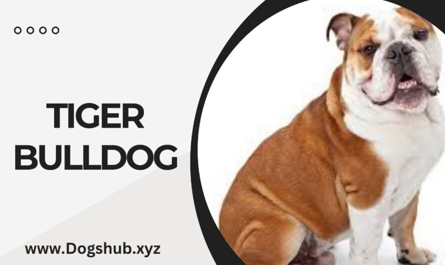 TIGER BULLDOG