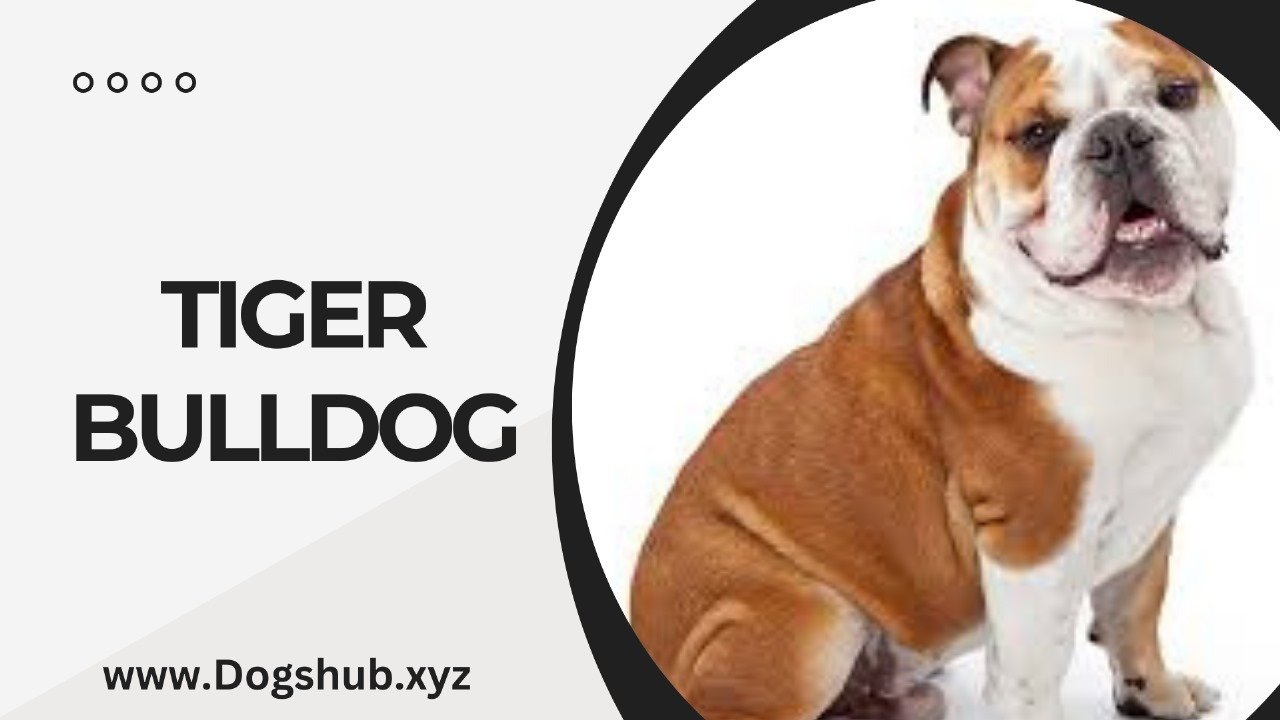 TIGER BULLDOG