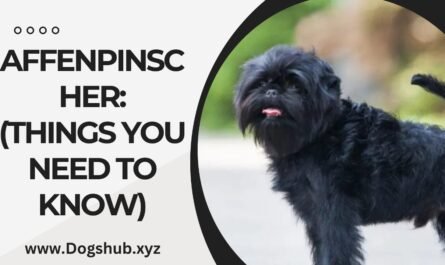 AFFENPINSCHER: (THINGS YOU NEED TO KNOW)