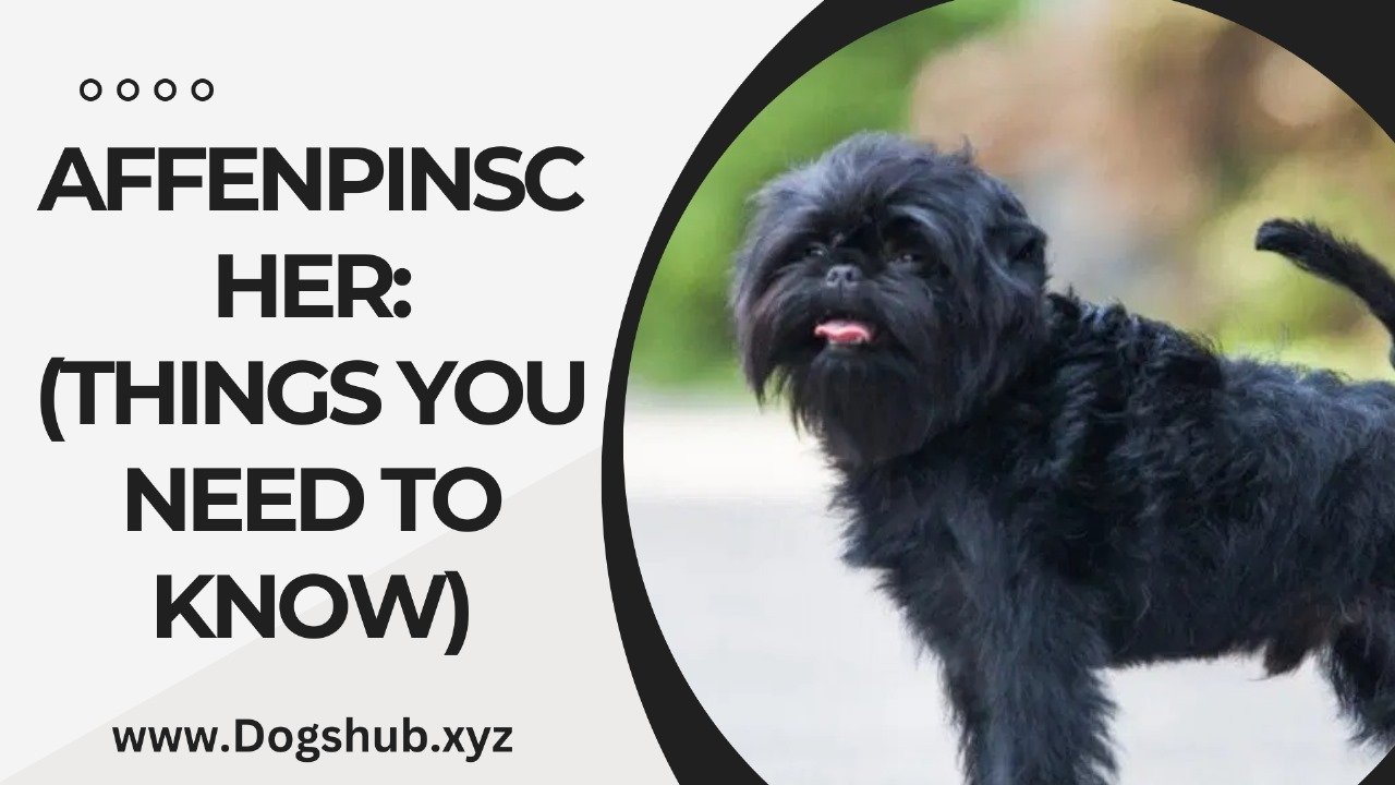 AFFENPINSCHER: (THINGS YOU NEED TO KNOW)