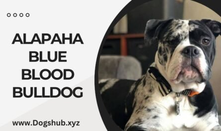 ALAPAHA BLUE BLOOD BULLDOG