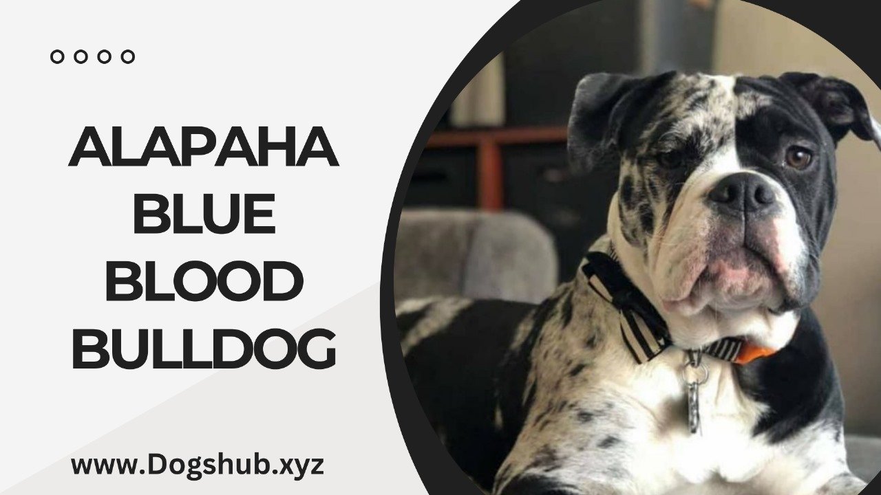 ALAPAHA BLUE BLOOD BULLDOG