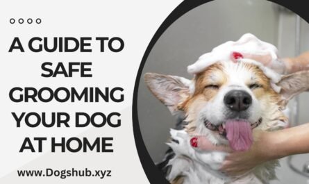 A Guide to Safe Grooming Your Dog at Home