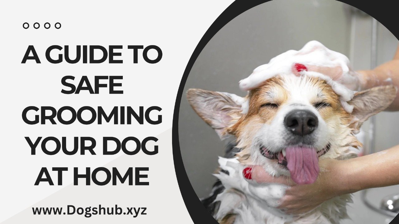 A Guide to Safe Grooming Your Dog at Home