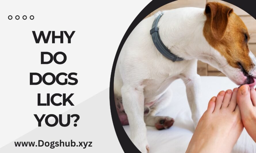 Why Do Dogs Lick You?