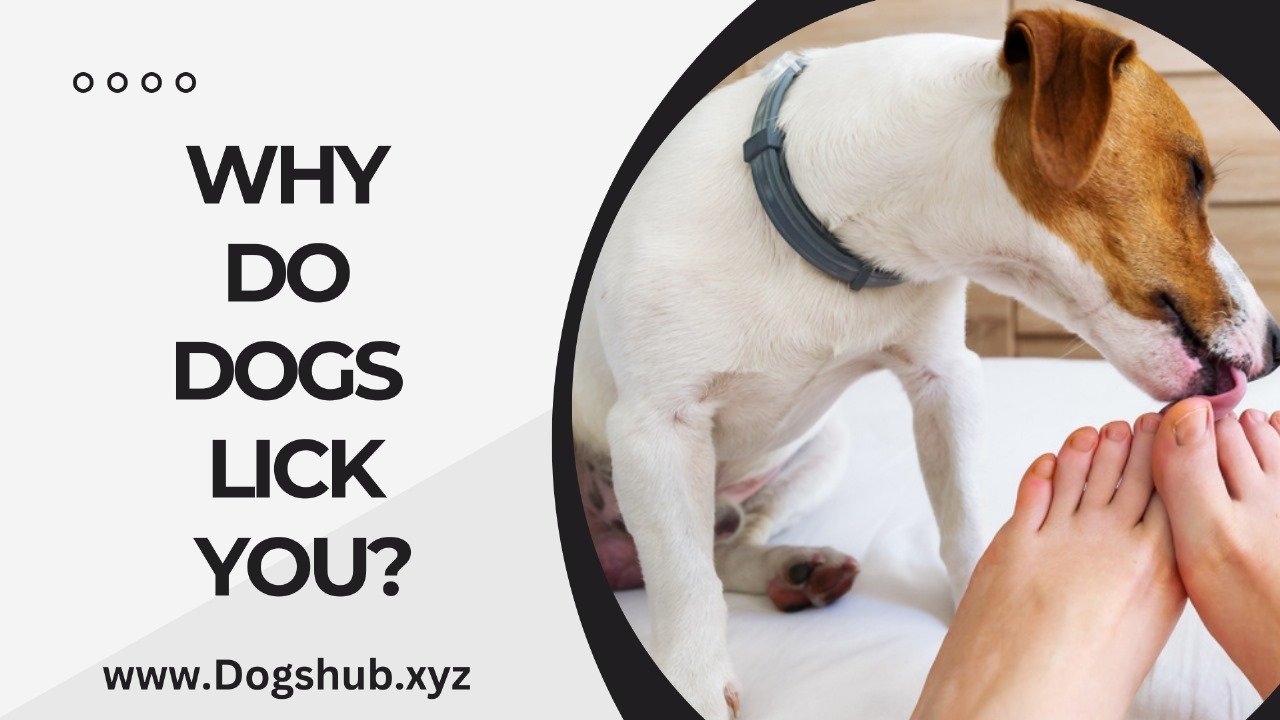 Why Do Dogs Lick You?