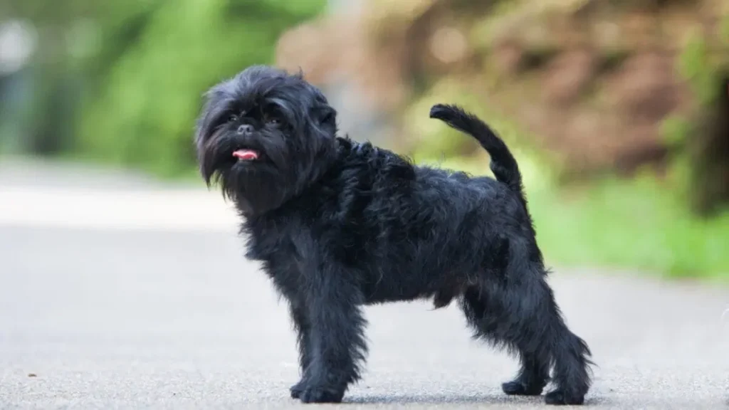 AFFENPINSCHER: (THINGS YOU NEED TO KNOW)