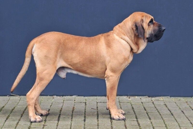 . Fila Brasileiro