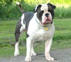 ALAPAHA BLUE BLOOD BULLDOG