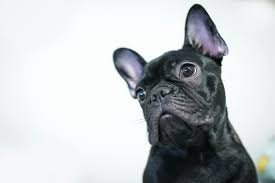 Common Health Problems in French Bulldogs