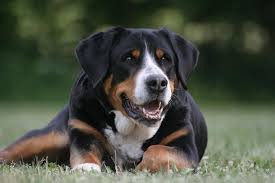 SWISS HOUND DOG BREED