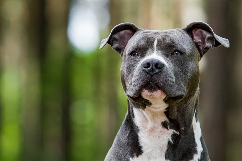 PIT BULL DOG BREED