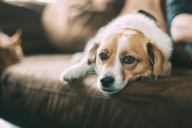 Dogs' Reaction to Cold and Flu Medication