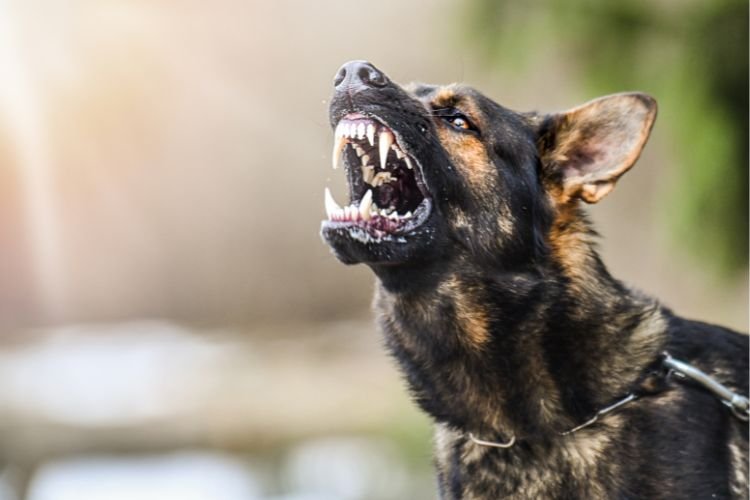 What To Do When the Event of a Dog Attack