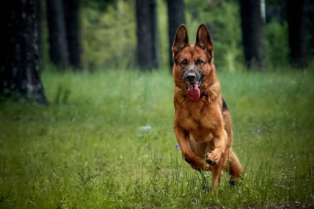 How to Get Your Dog Started in Training