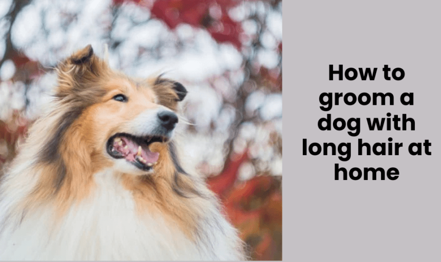 How to groom a dog with long hair at home