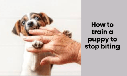 How to train a puppy to stop biting