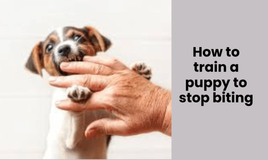 How to train a puppy to stop biting