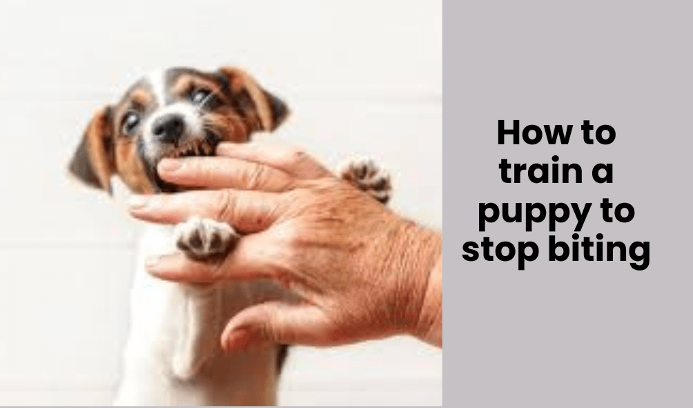 How to train a puppy to stop biting