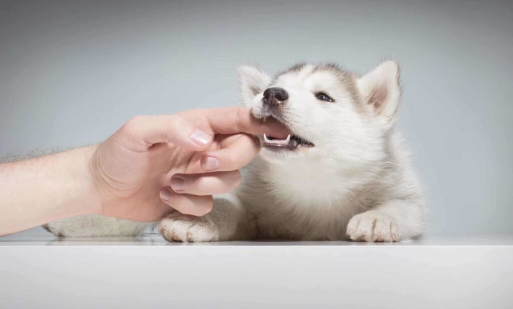 How to train a puppy to stop biting